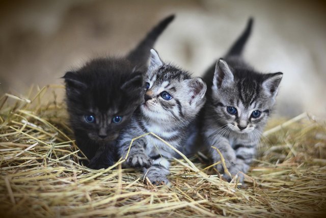 kittens-3535404_1920.jpg