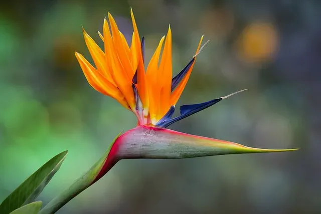 bird-of-paradise-6135173__480.webp