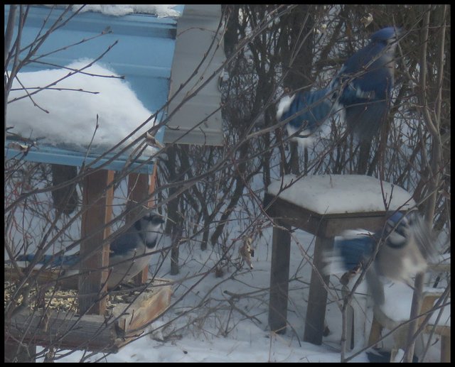 Bluejays taking flight from feeder.JPG