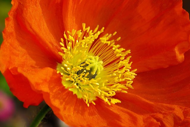 poppy-5167737_1920.jpg