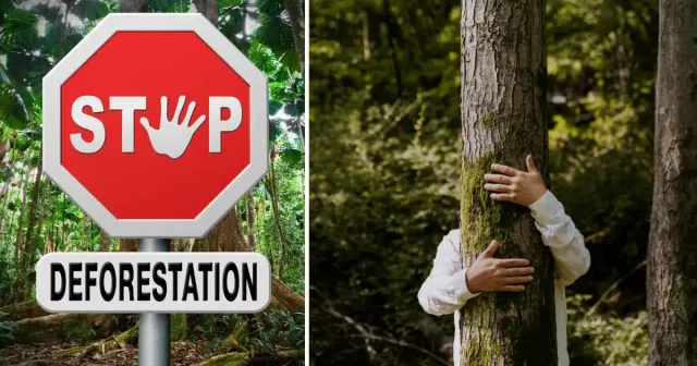 Stop-and-prevent-deforestation-with-some-simple-tipps.webp