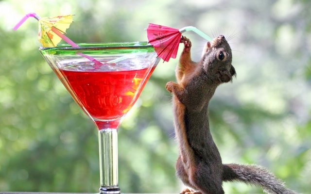 1920x1200-px-animals-background-blurred-cocktail-drinking-drinks-red-squirrels-1492353.jpg