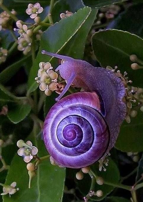 flower snail.jpg