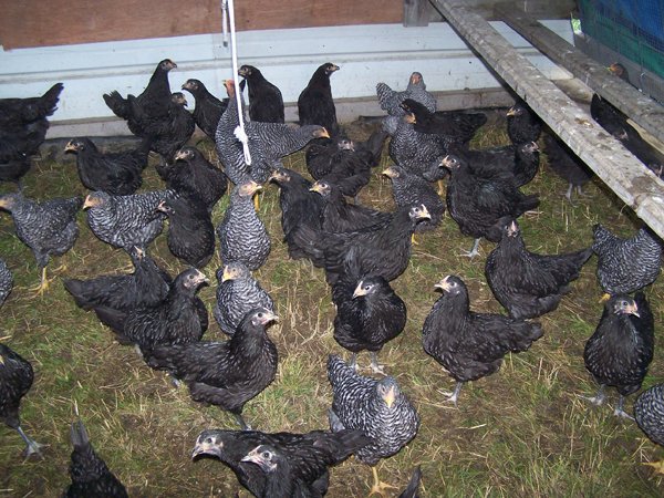 Broilers - nearly 2 months1 crop June 2019.jpg