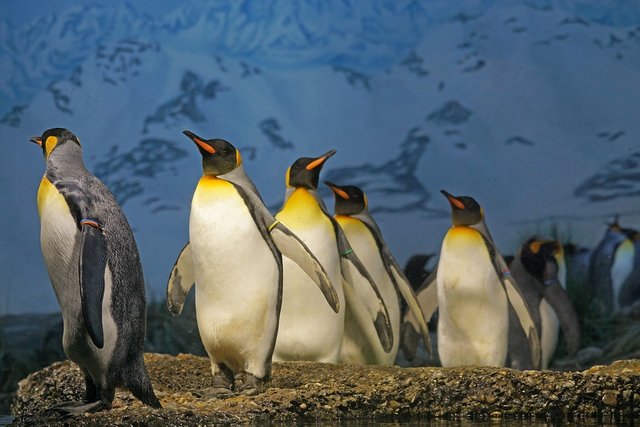 king-penguin-1703294_960_720.jpg