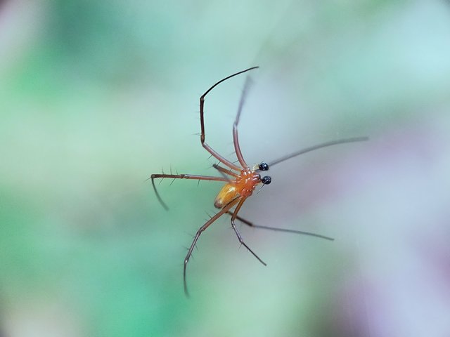 Nephila Pilipes (17).jpg