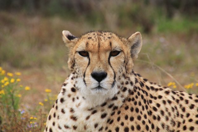 cheetah-246893_1920.jpg