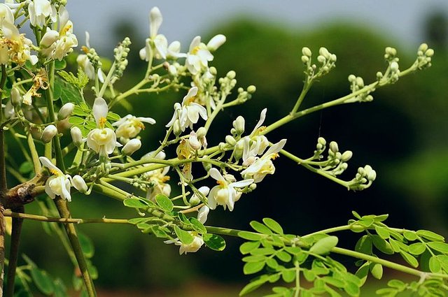 800px-DrumstickFlower.jpg