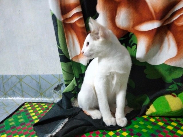IMG20250711052956.jpg