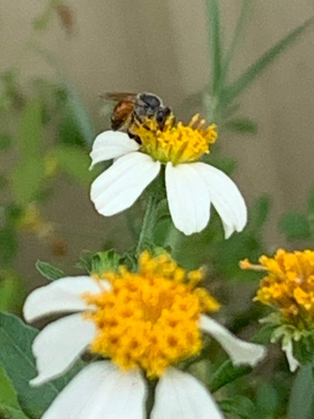 flower and bee6.jpg