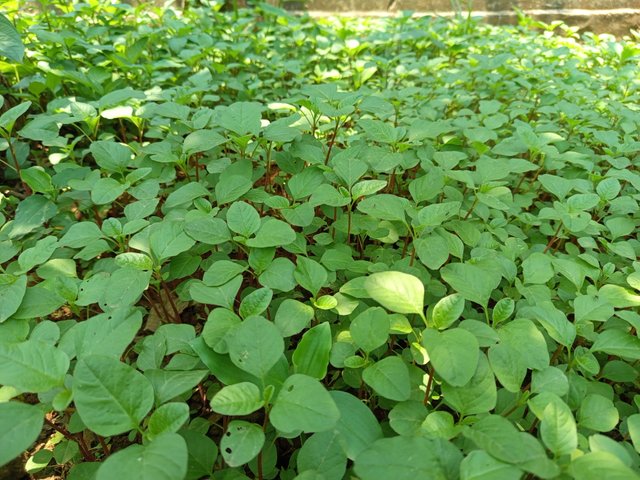 datashak (10).jpg