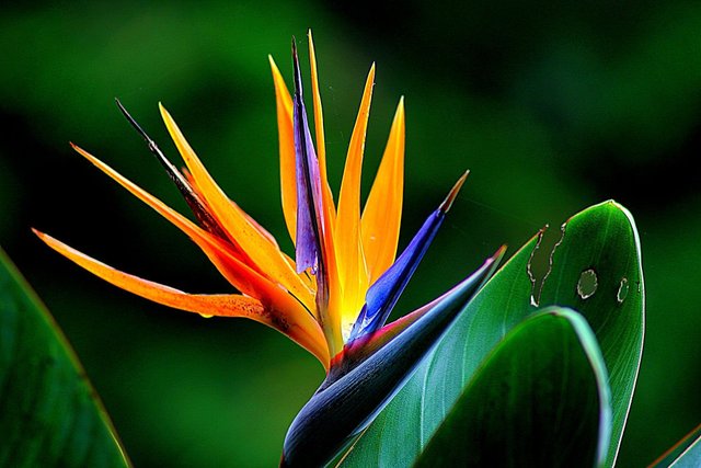 Bird of Paradise.jpg