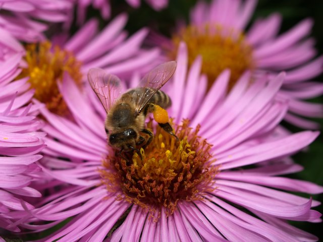 2006-10-01 Bee on a Flower.jpg