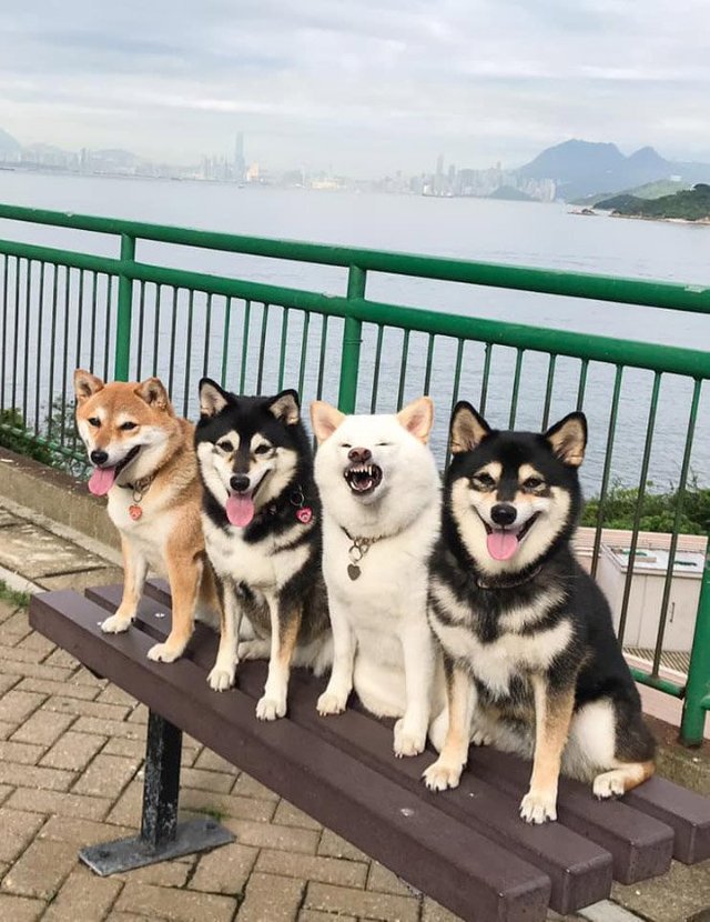 Jh6vy6kP-funny-photobombing-shiba-inu5.jpg