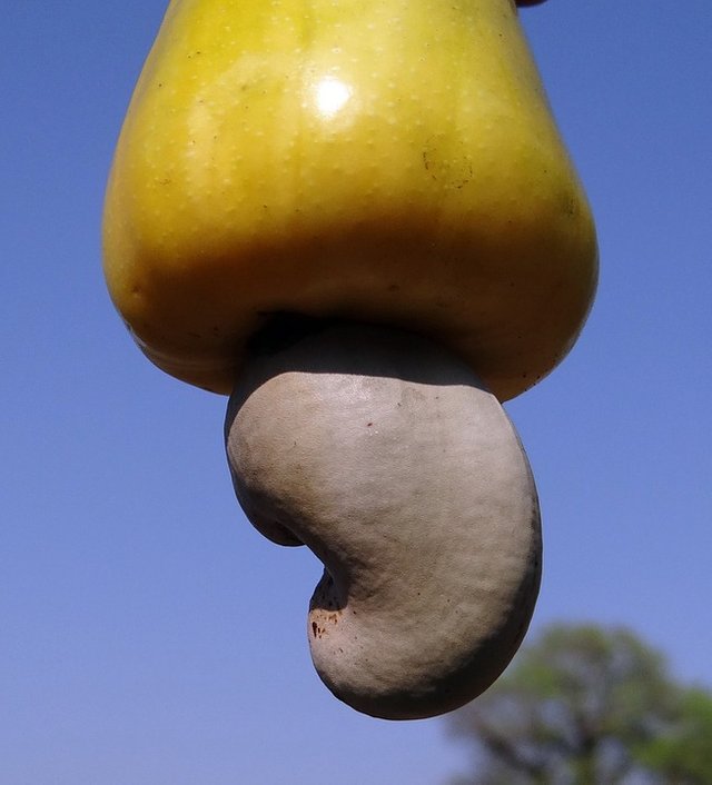 cashew-nuts-322562_960_720.jpg