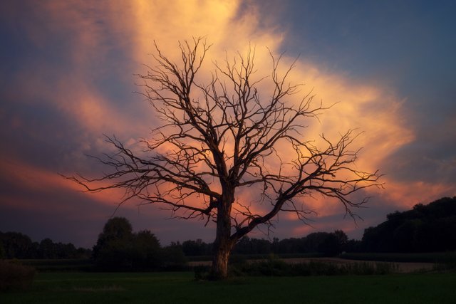 bare-tree-surrounded-with-grasses.jpg