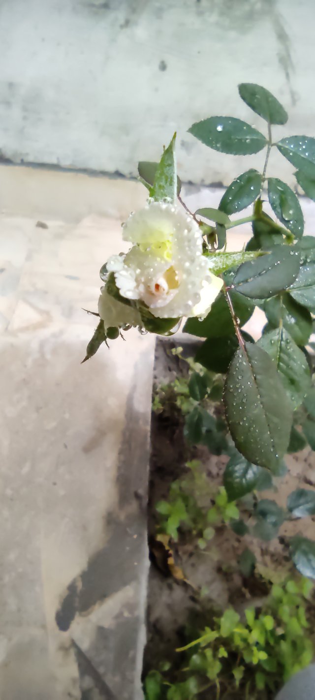 IMG_20210520_182402.jpg
