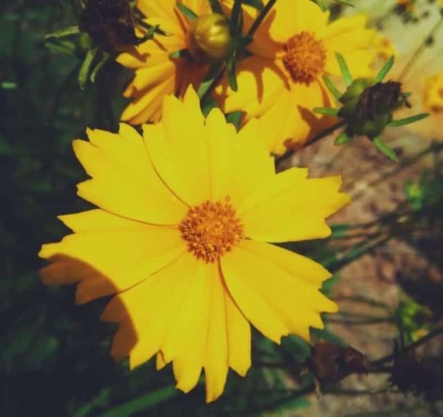 Sunflower .jpg