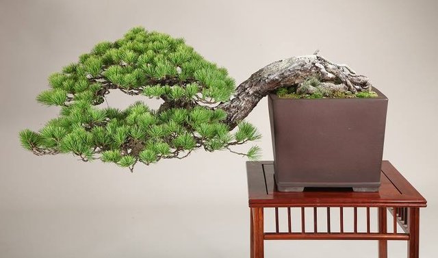 bonsai-style-semi-cascade-pin-blanc-01.jpg