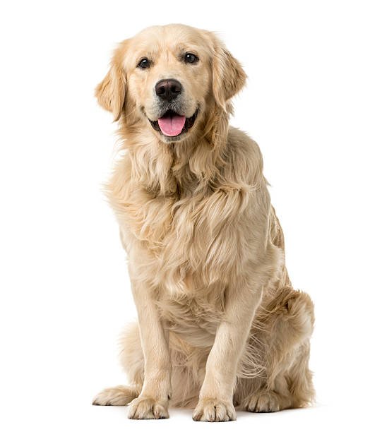 golden-retriever-sitting-in-front-of-a-white-background.jpg