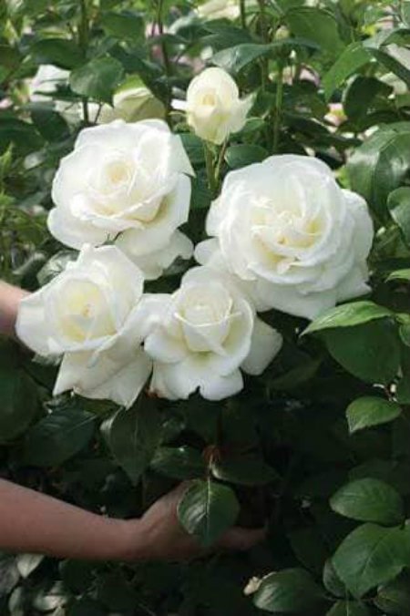 white roses in my hand1.jpg