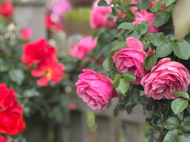 IMG_8525.jpeg