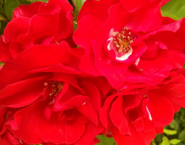 Flower Photography Knock-out Roses Red Quad Flower May 28 2017.jpg