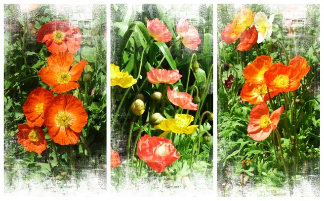 rs TULIP -collage FAA.jpg