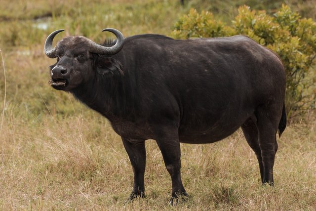 water-buffalo-5797023_1280.jpg