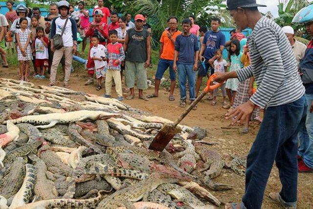 crocodile-2.jpg