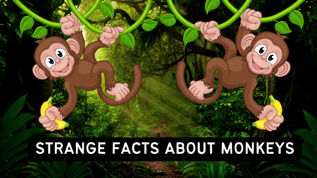 Strange Facts About Monkeys .png