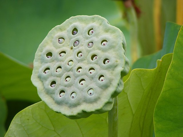 800px-Nelumbo_Nucifera_fruit_-_botanic_garden_Adelaide.jpg