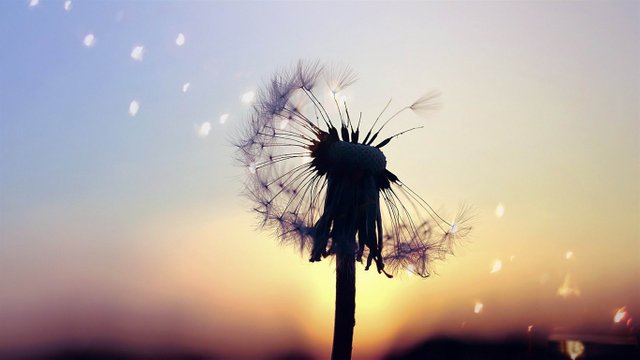 dusk_dandelion-plants_photography_Wallpaper_1366x768.jpg