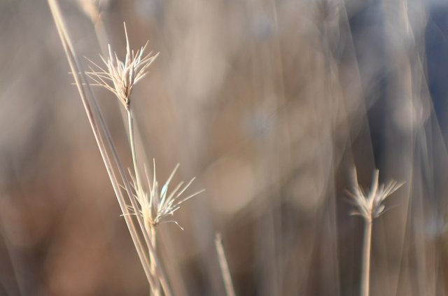 058 macro grass pic 10-30 botten lake.jpg