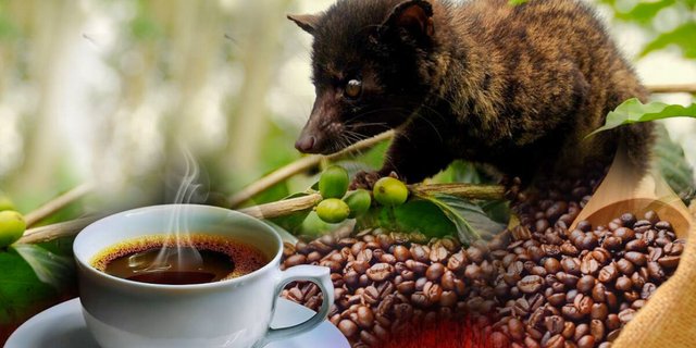 weasel-coffee-in-vietnam-1.jpg