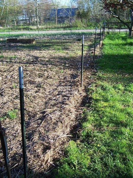 Big garden - west fence down crop May 2019.jpg