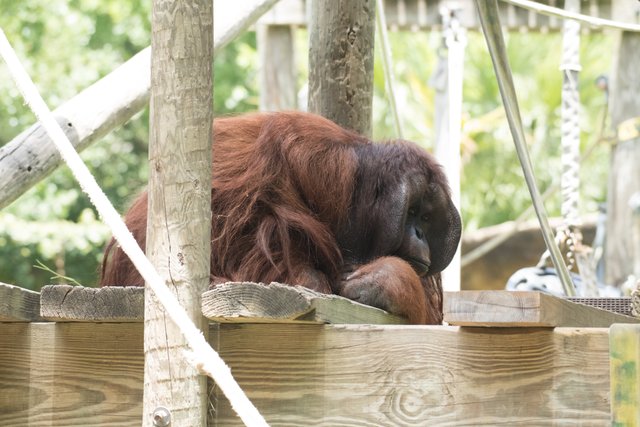2018-06-29-HOUSTON_ZOO_Orangutans-9.jpg