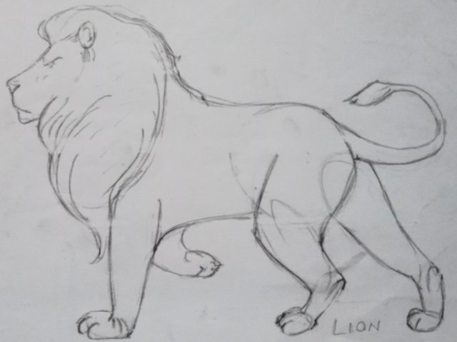 lion 2.jpg