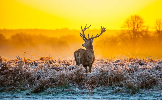 Hoge-Veluwe-National-Park.jpg