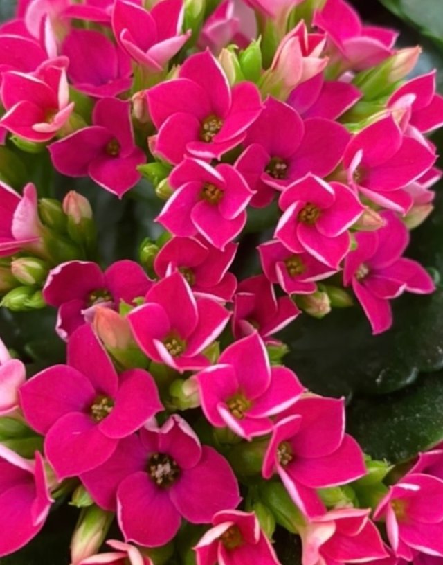 IMG_5241.jpeg