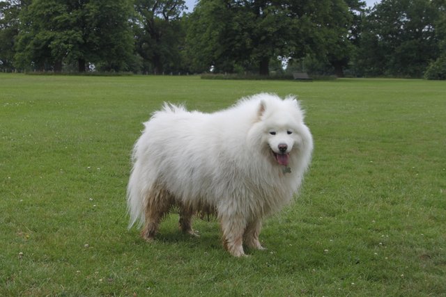 White 2024 cloud samoyeds