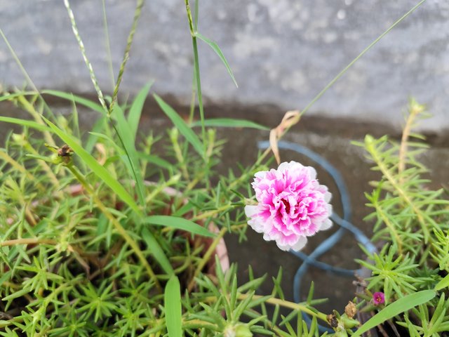 IMG_20250619_121642.jpg