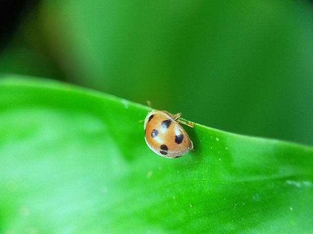 Yellow Ladybug (47).jpg
