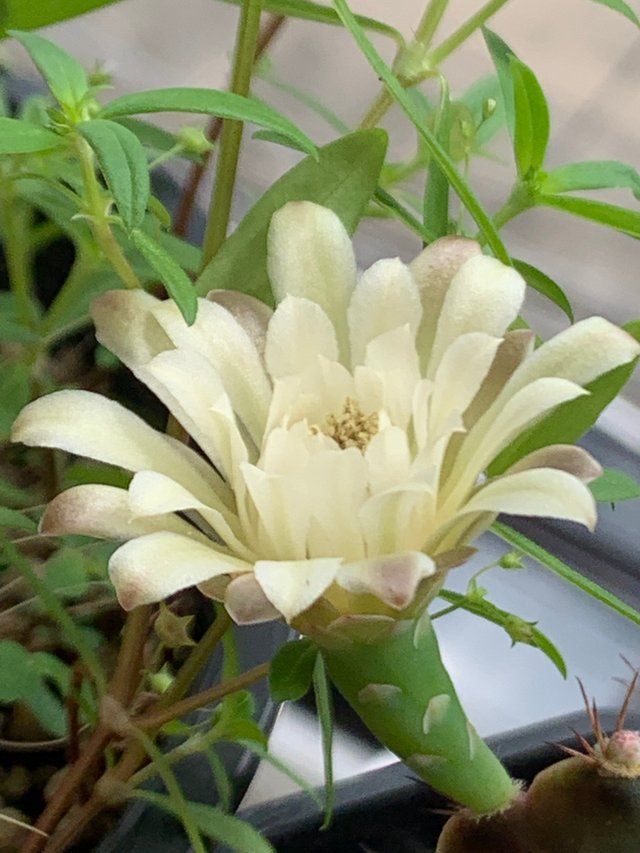 my little garden17.jpg
