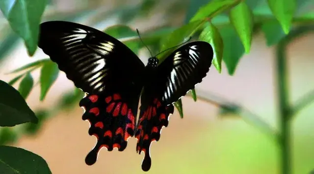butterfly.webp