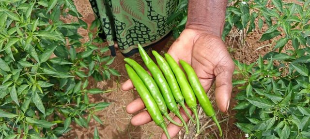 woman hand in chili.jpg