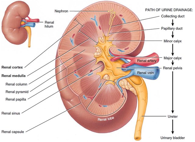 kidney-anatomy.jpg