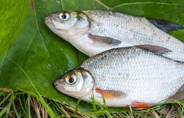 Bream Fishing.jpg