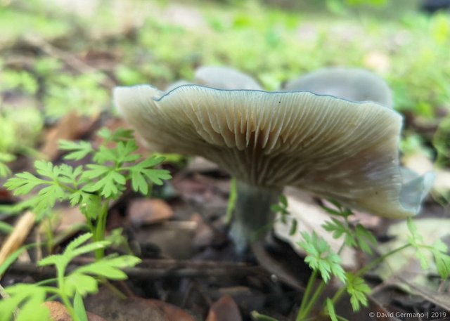 Clitocybe odora (2 ass.).jpg