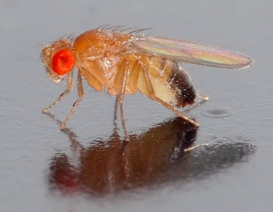 Drosophila_melanogaster_-_side_(aka).jpg